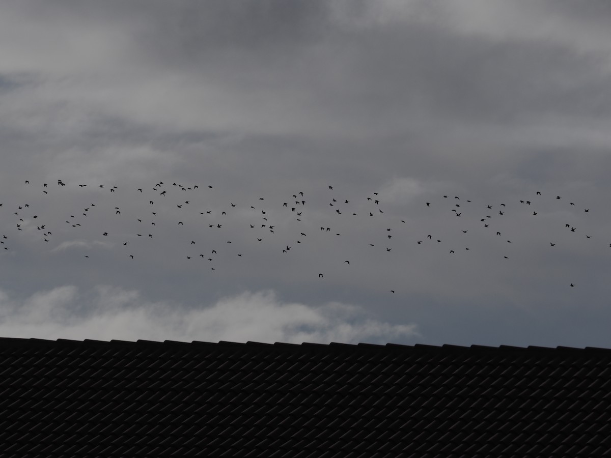 European Golden-Plover - ML647790355