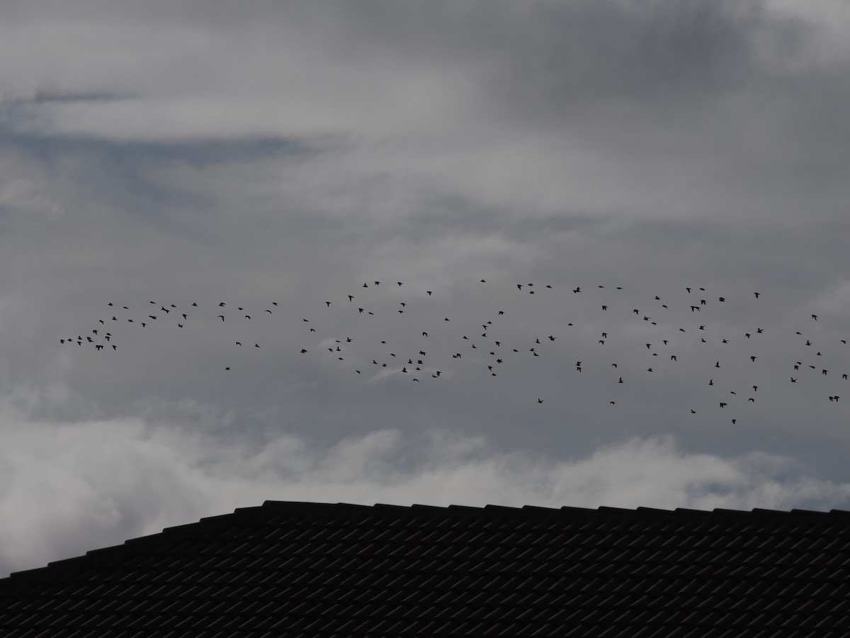 European Golden-Plover - ML647790356
