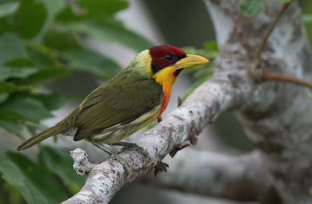 キノドゴシキドリ - ML647790363