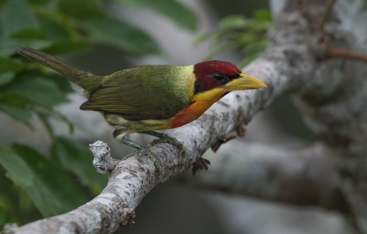 キノドゴシキドリ - ML647790364