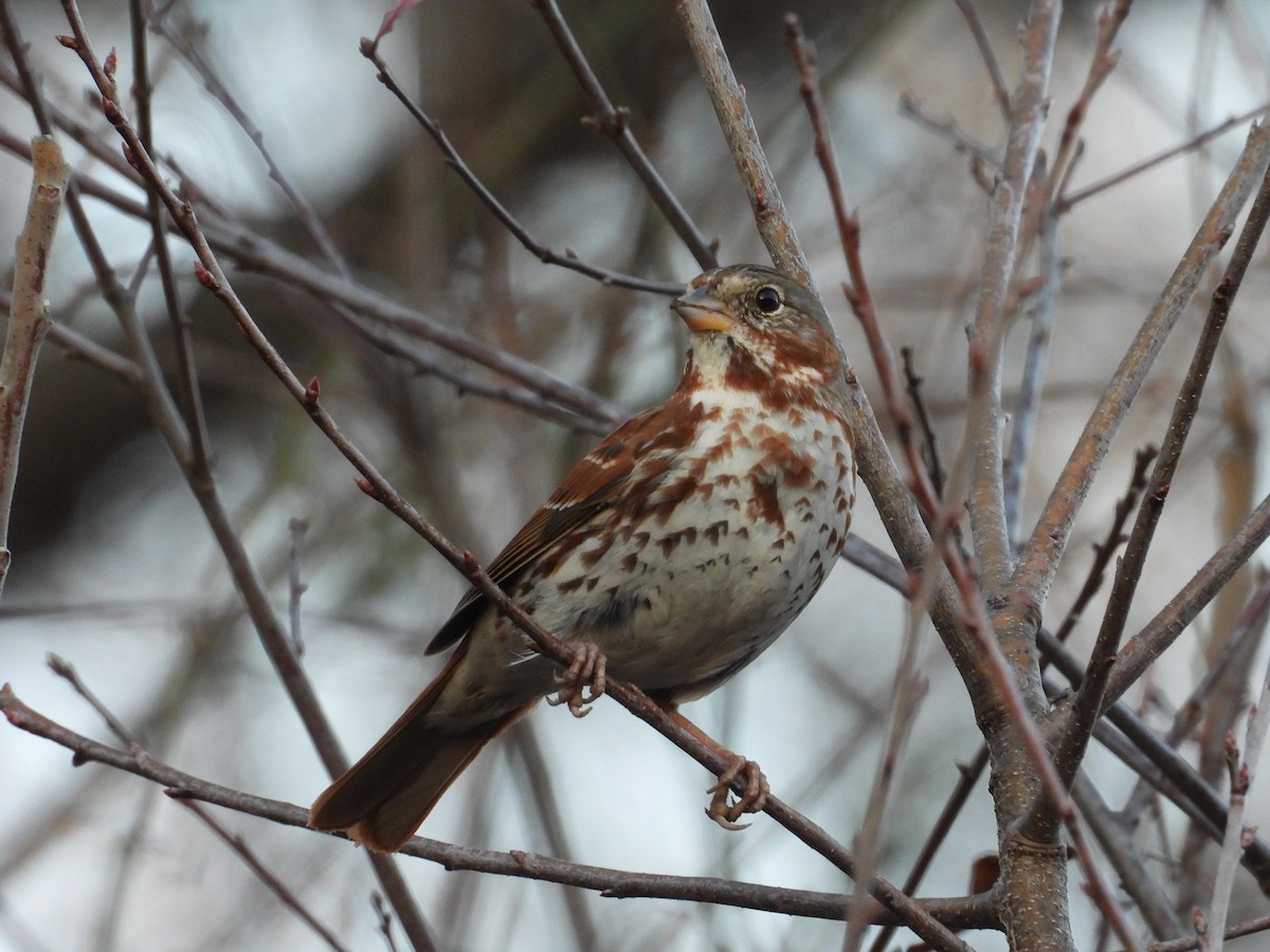 strnadec kaštanový - ML647790390