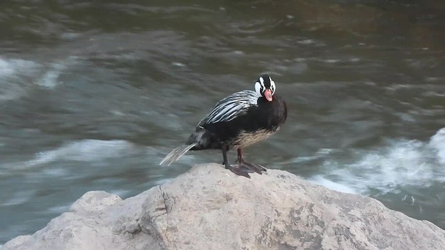 Torrent Duck - ML647790394