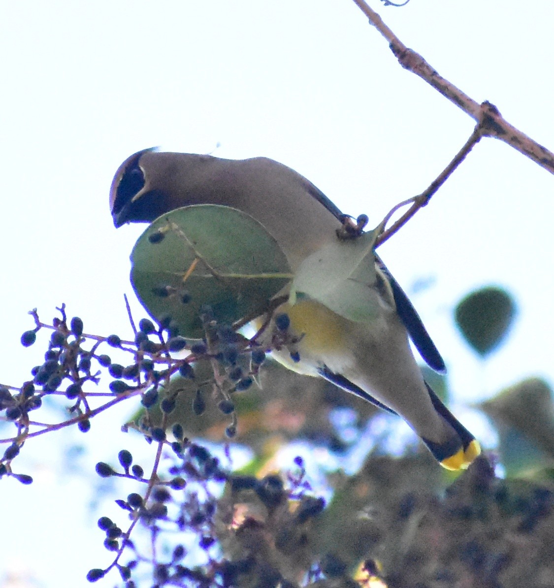 ヒメレンジャク - ML647790395