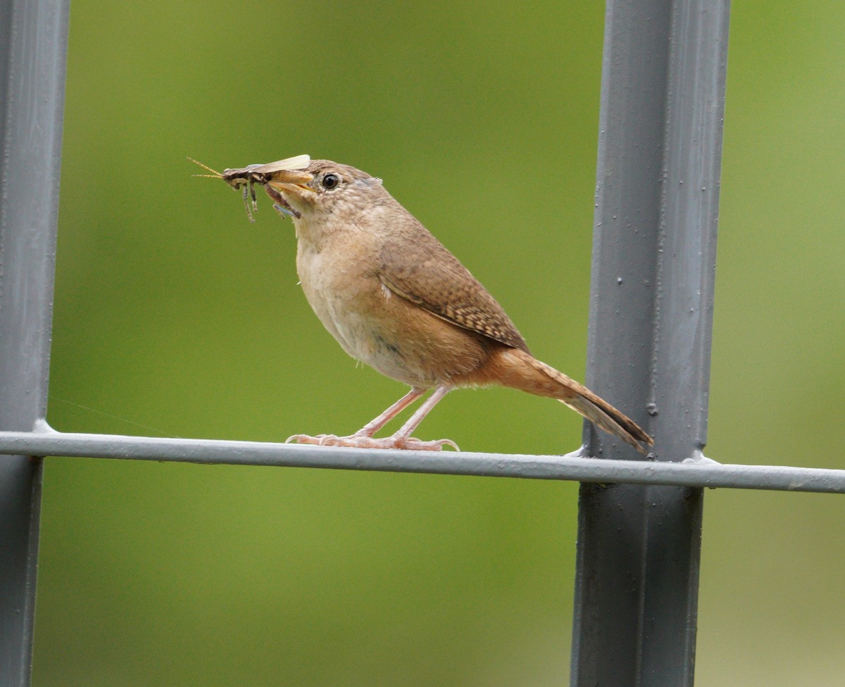 Southern House Wren - ML647790398