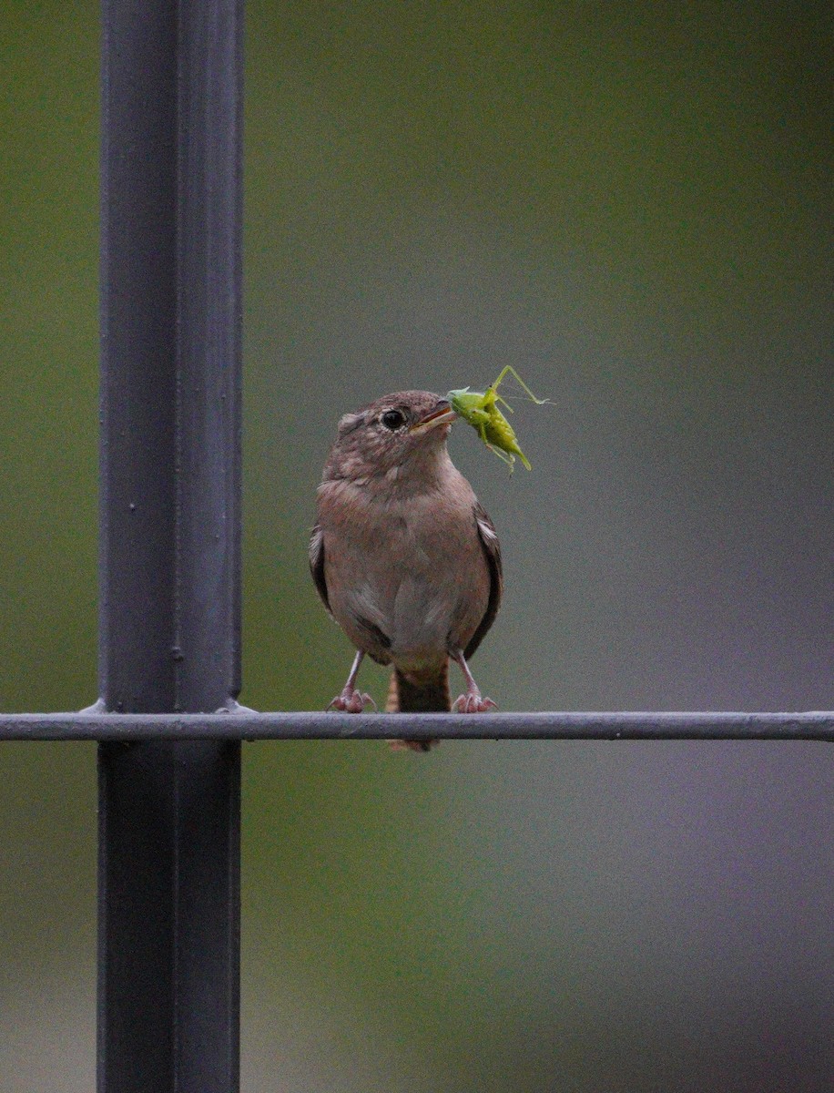 Southern House Wren - ML647790399