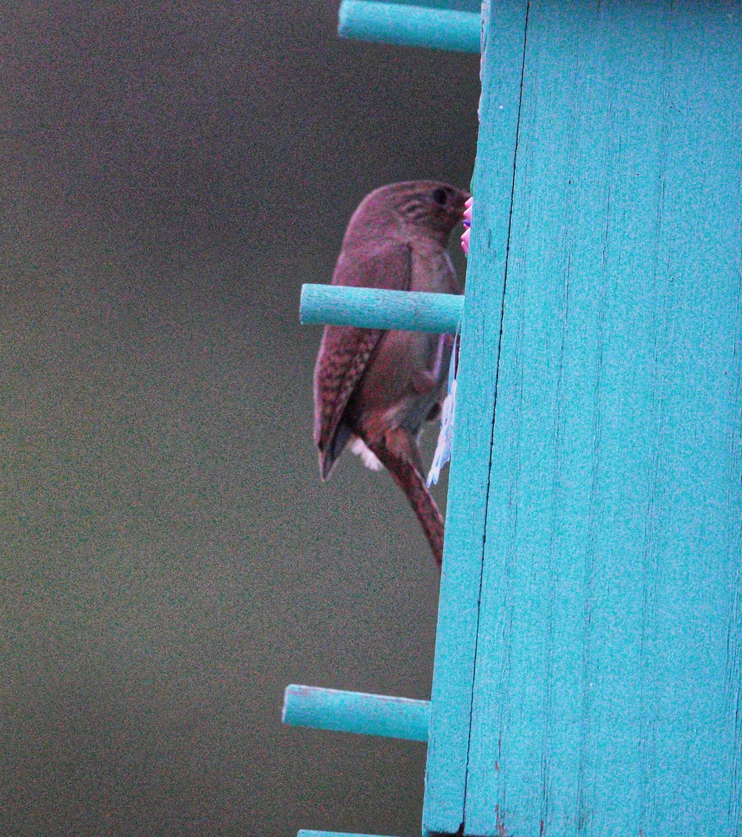 Southern House Wren - ML647790400