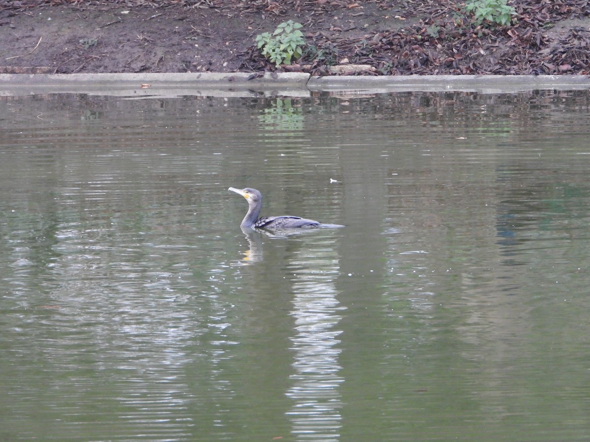 kormorán velký - ML647790401