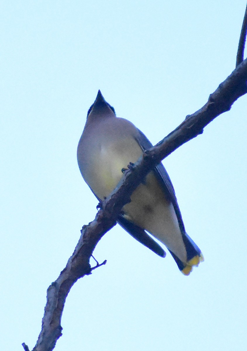 ヒメレンジャク - ML647790402