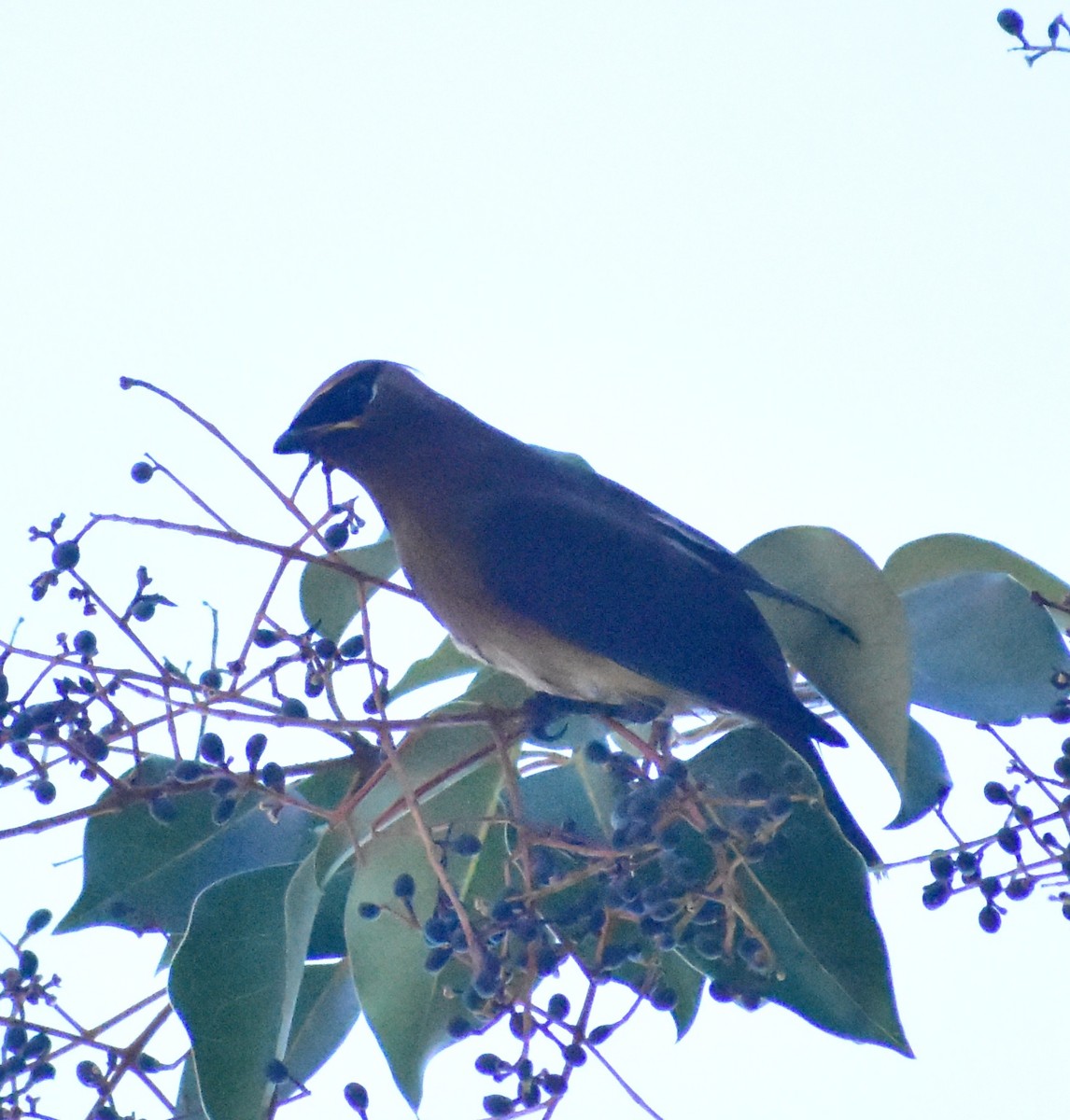 ヒメレンジャク - ML647790410