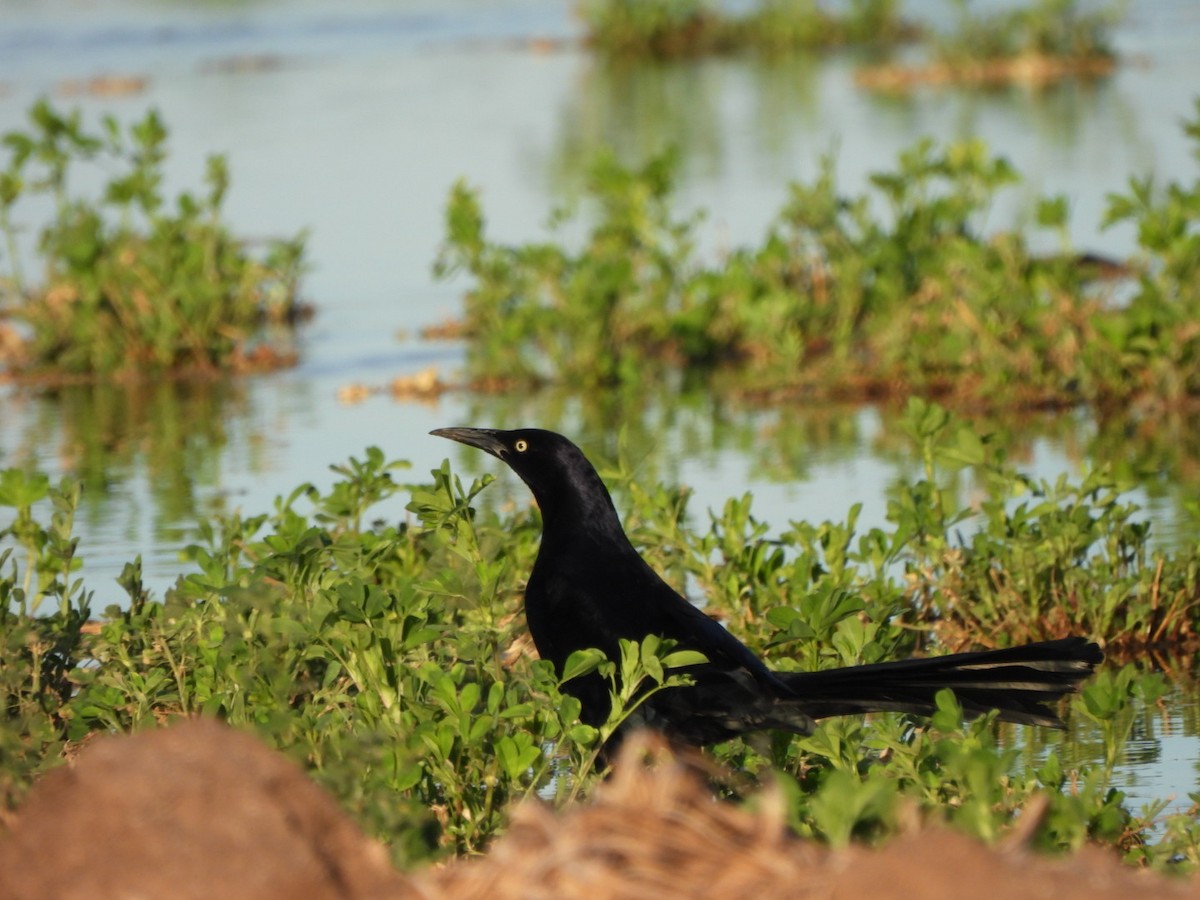 Great-tailed Grackle - ML647790419