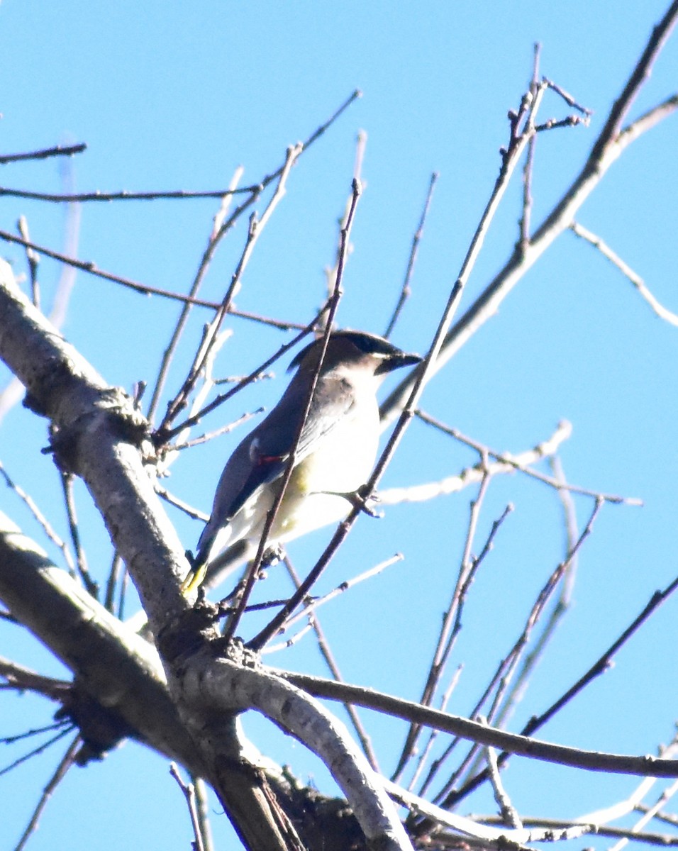 ヒメレンジャク - ML647790422