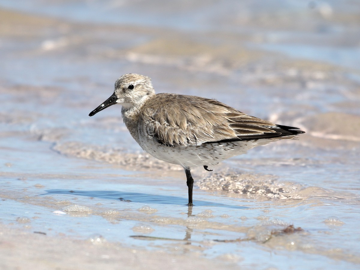 Red Knot - ML647790432