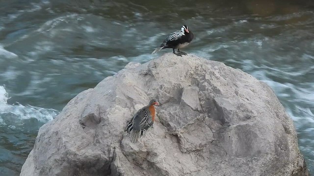 Torrent Duck - ML647790456