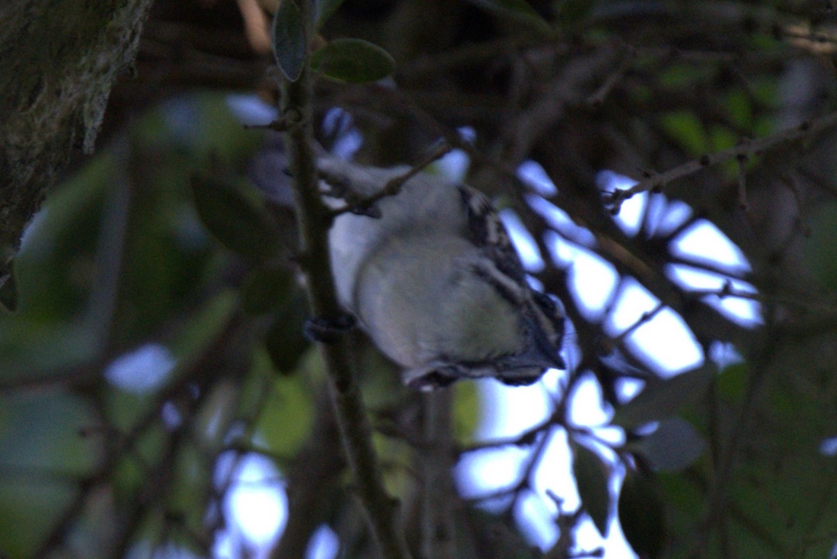 Yellow-rumped Tinkerbird - ML647790459