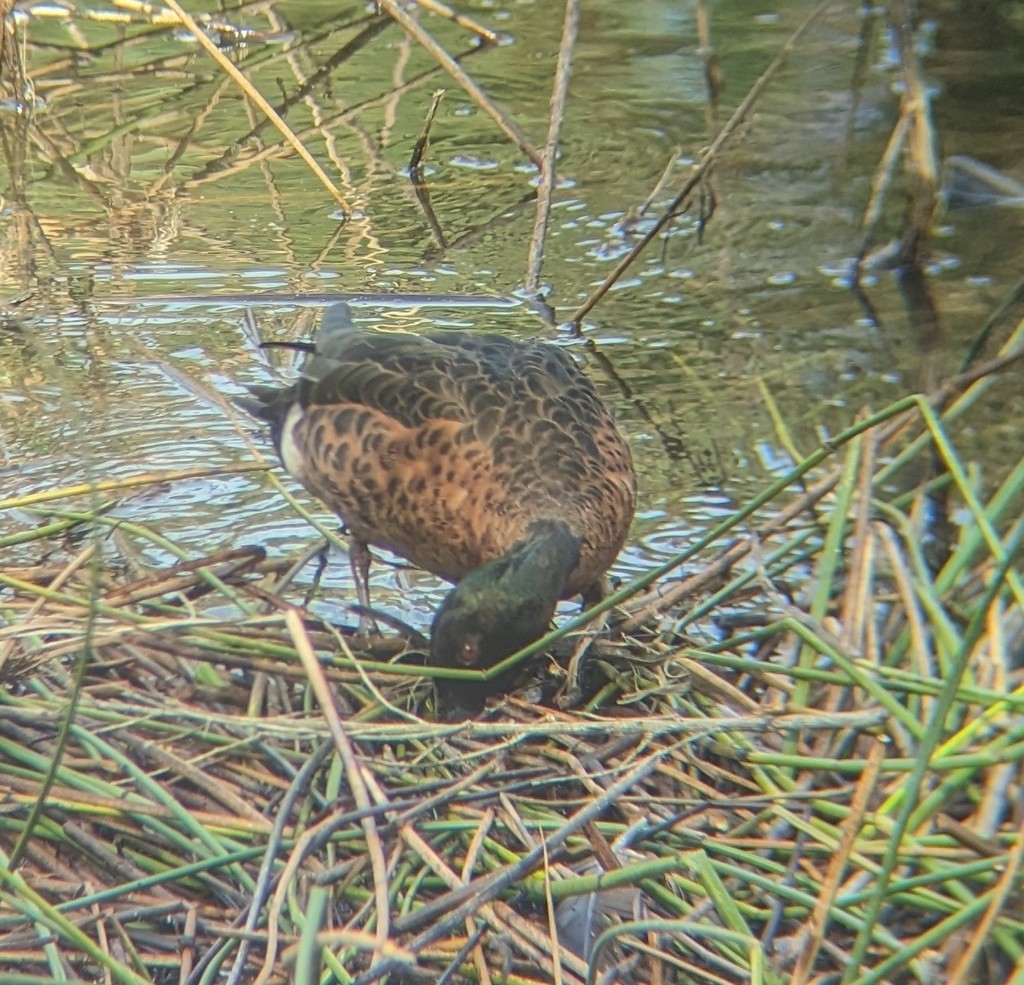 Chestnut Teal - ML647790477