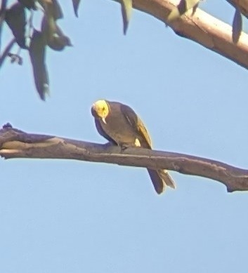 White-plumed Honeyeater - ML647790525