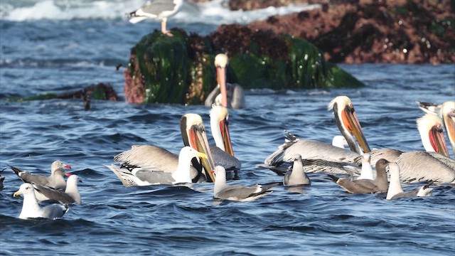 Brown Pelican (California) - ML647790527