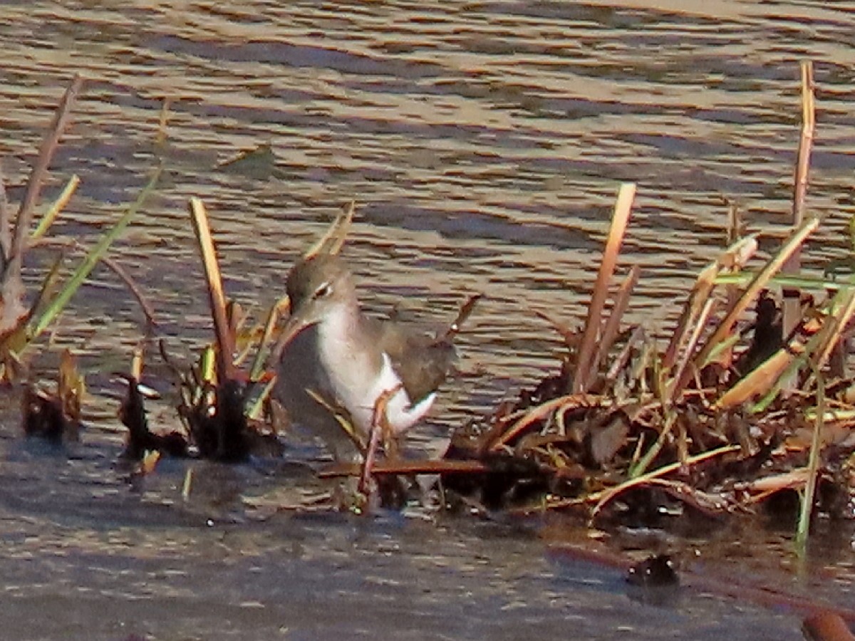 アメリカイソシギ - ML647790537