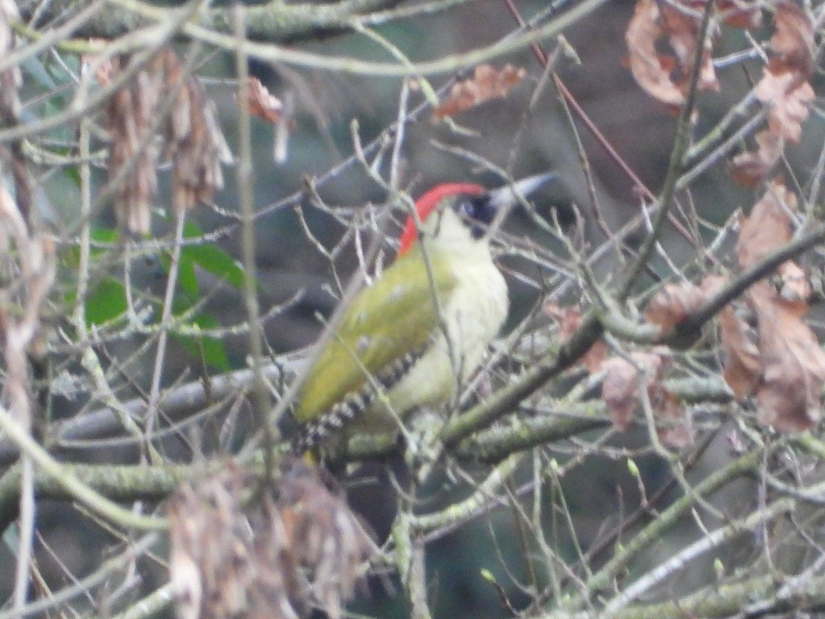 žluna zelená - ML647790555