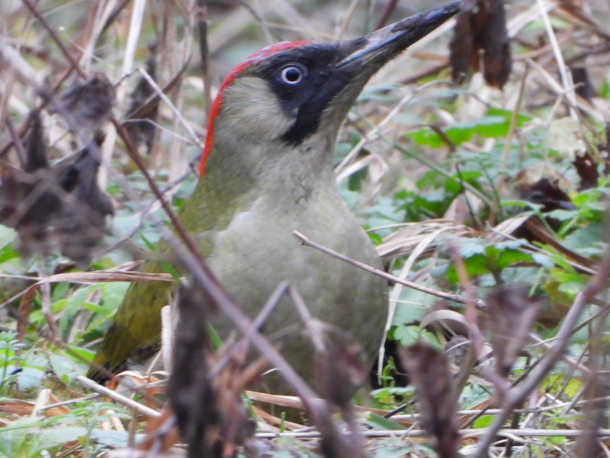 žluna zelená - ML647790556