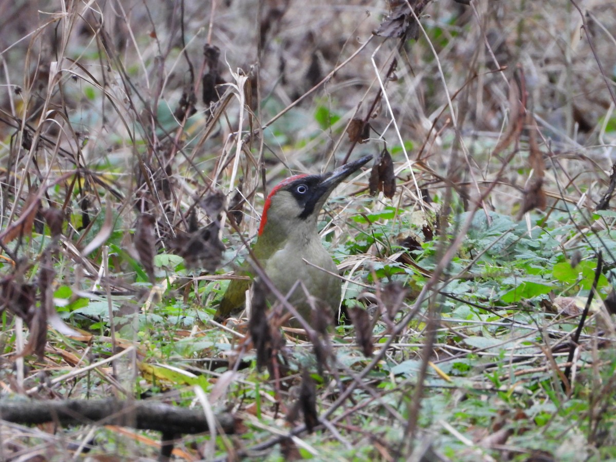 žluna zelená - ML647790557