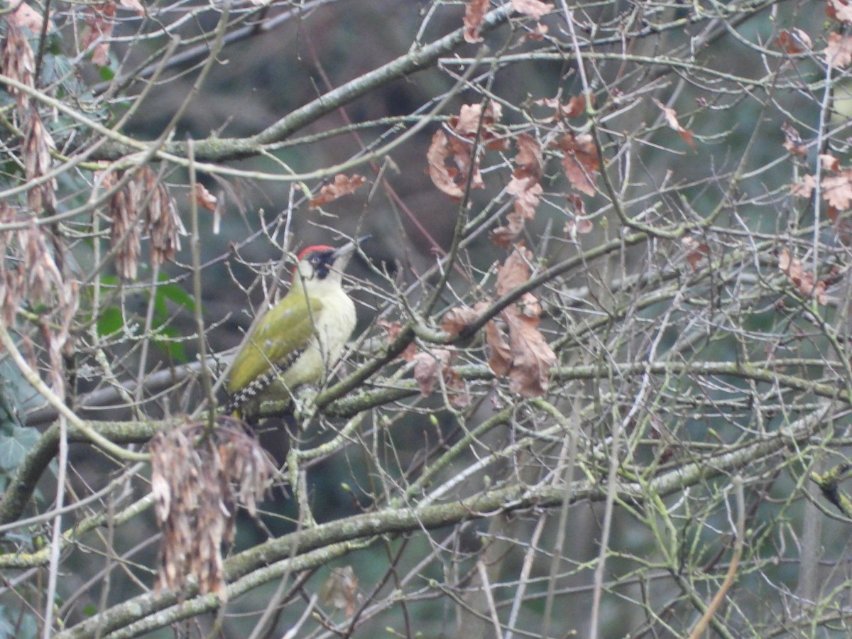 žluna zelená - ML647790558