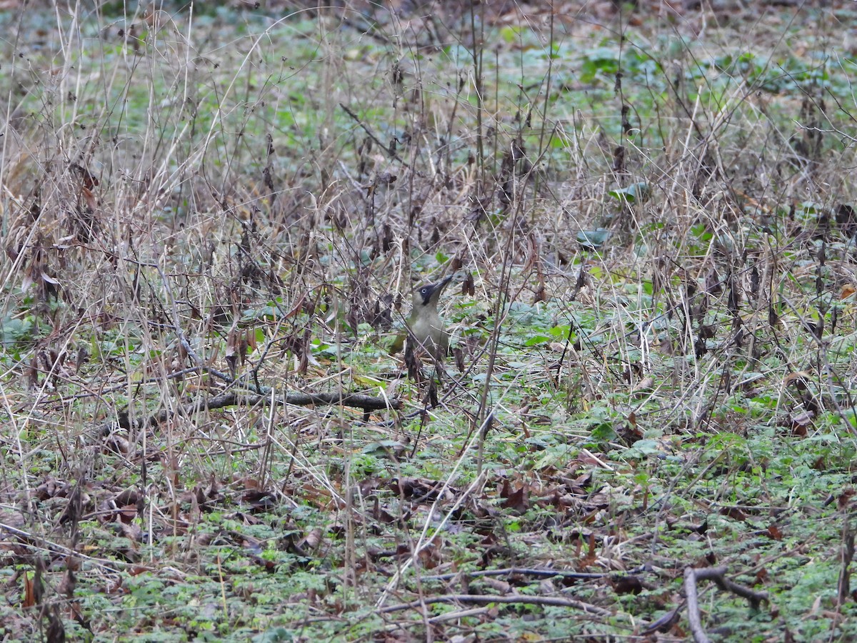 žluna zelená - ML647790559