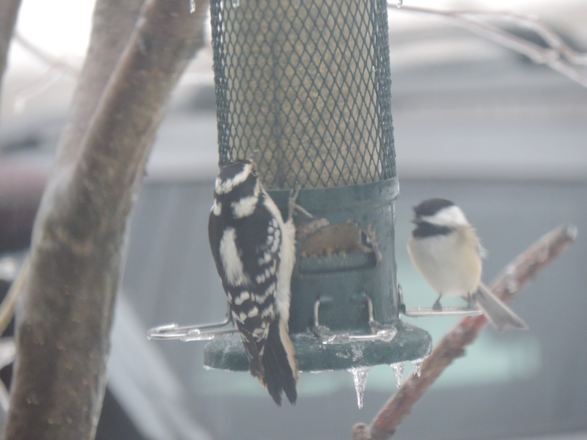 Гаїчка світлокрила - ML647790564