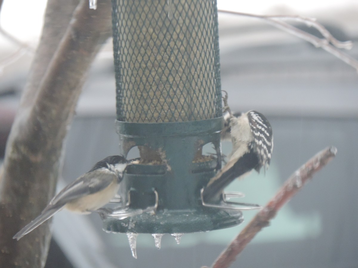 Гаїчка світлокрила - ML647790567