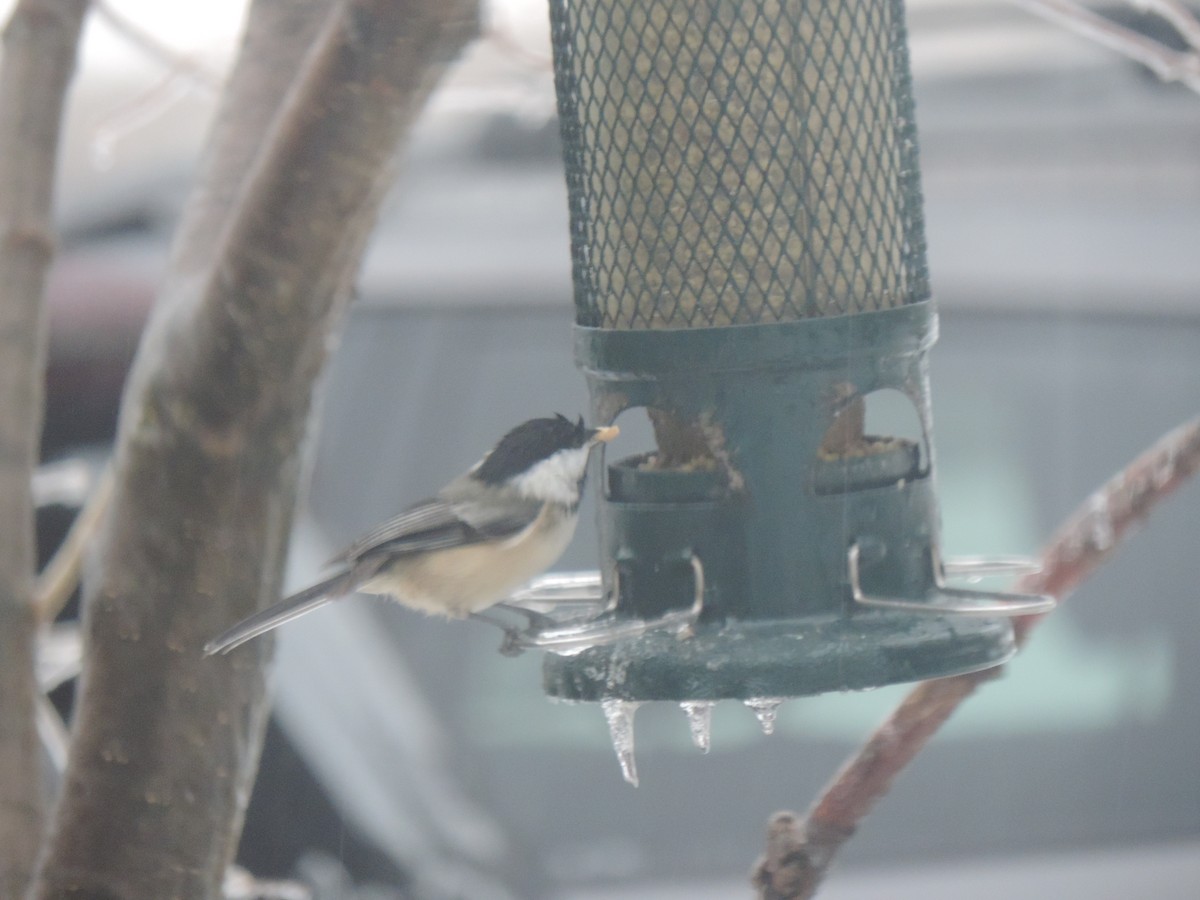 Гаїчка світлокрила - ML647790568