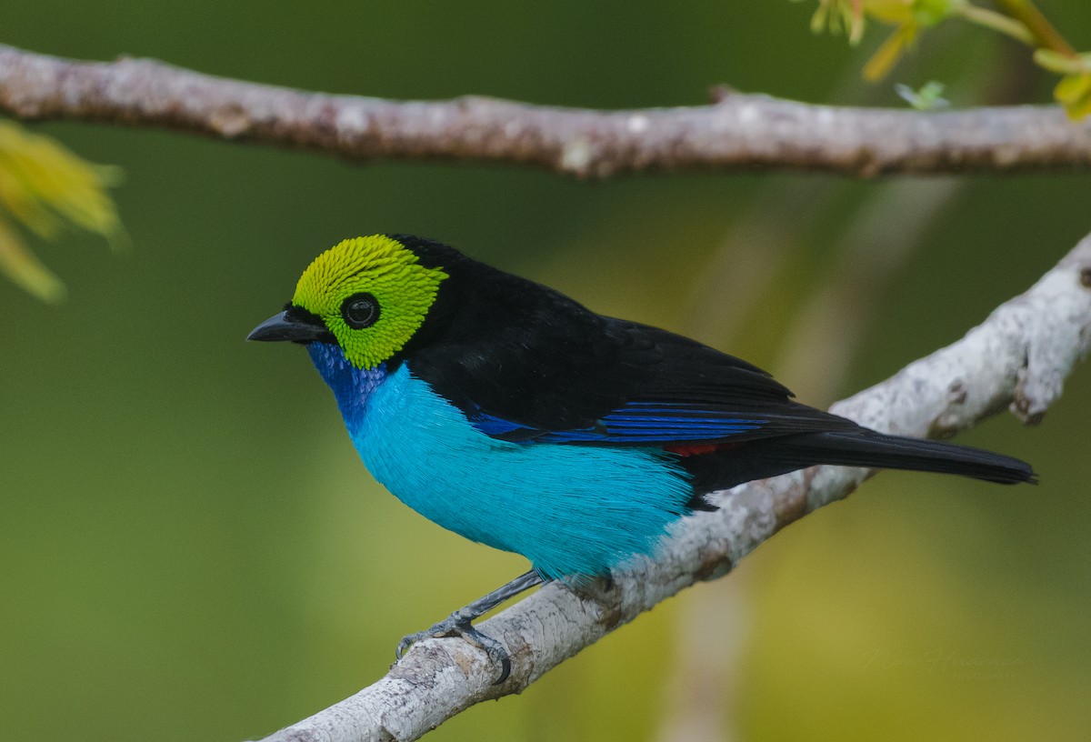 ナナイロフウキンチョウ - ML647790576