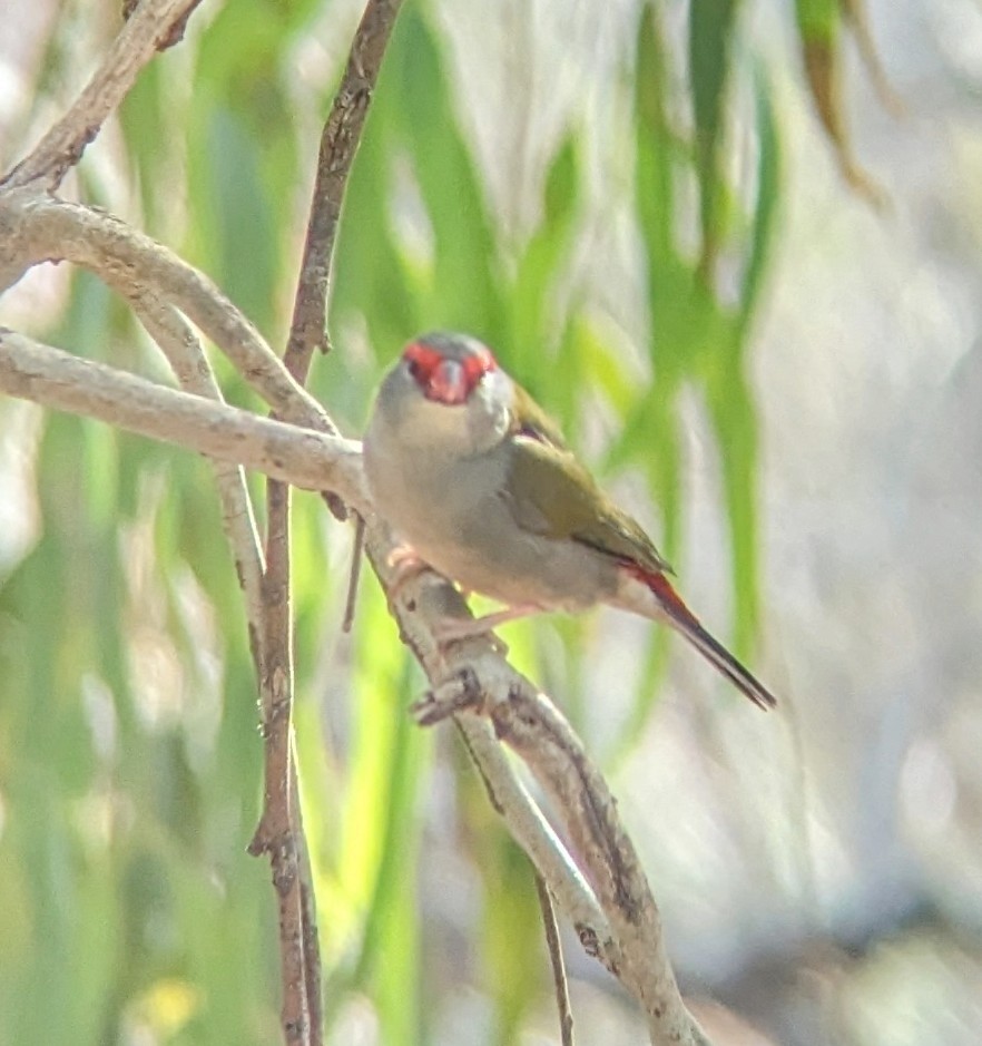 Diamante Cejirrojo - ML647790579