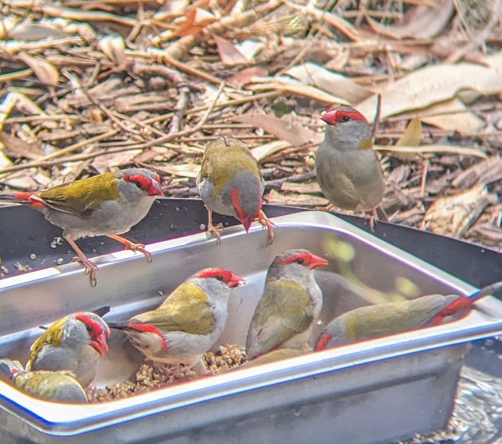 Diamante Cejirrojo - ML647790580