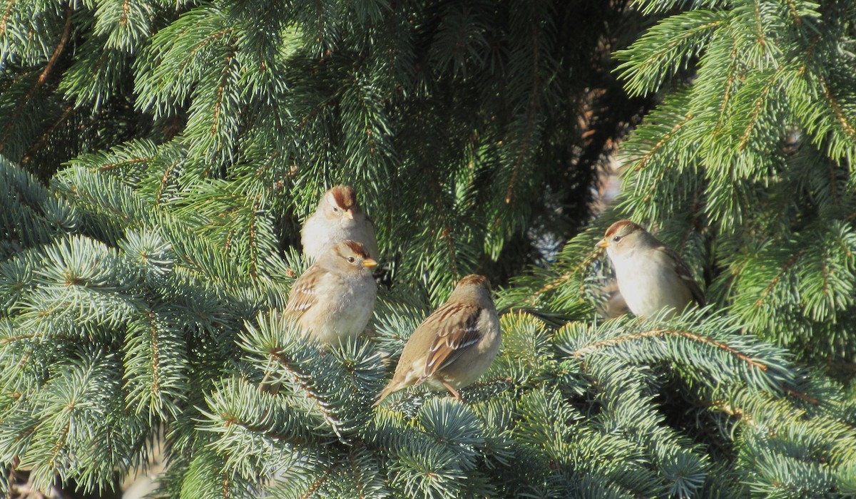 Porsuk Serçesi - ML647790602