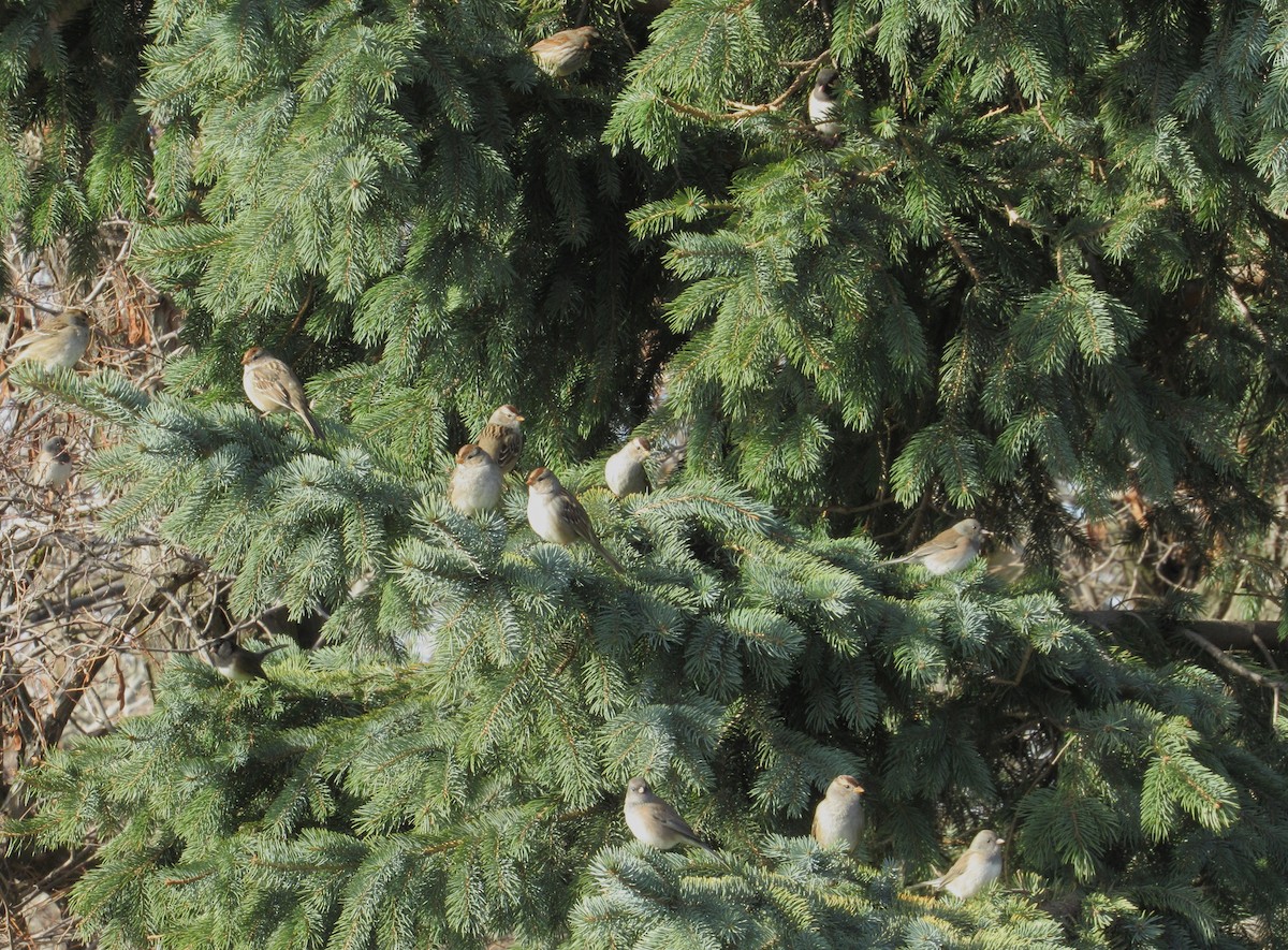 Porsuk Serçesi - ML647790607