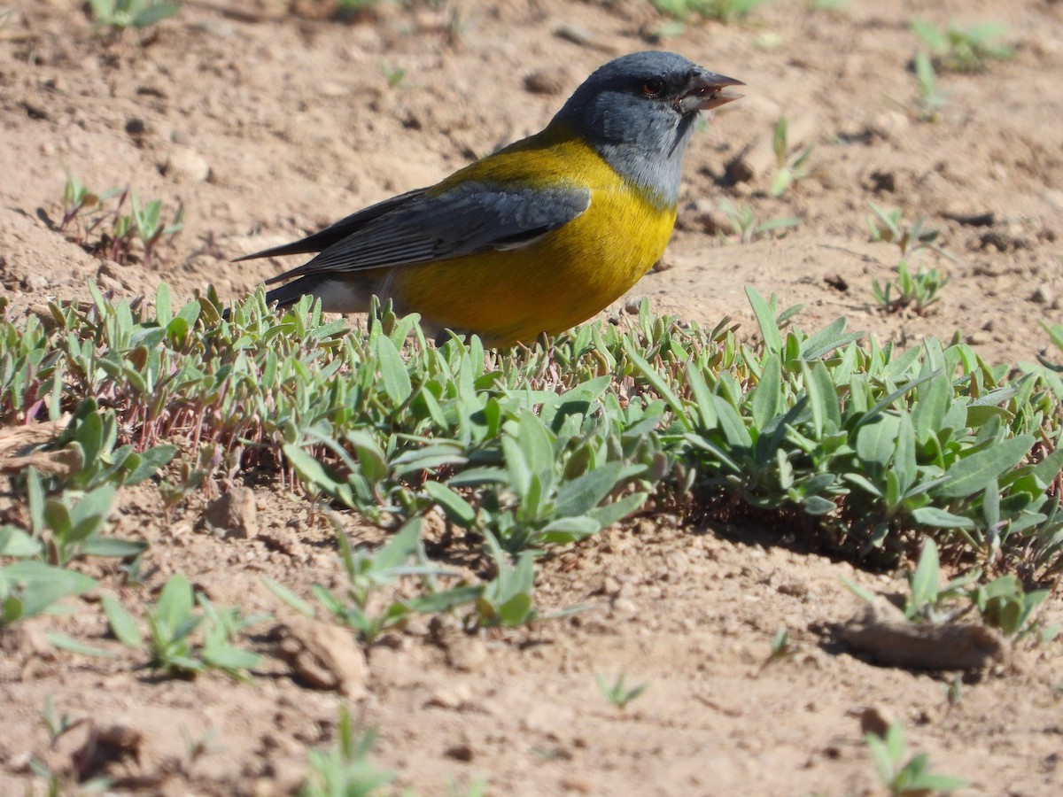 Gray-hooded Sierra Finch - ML647790619