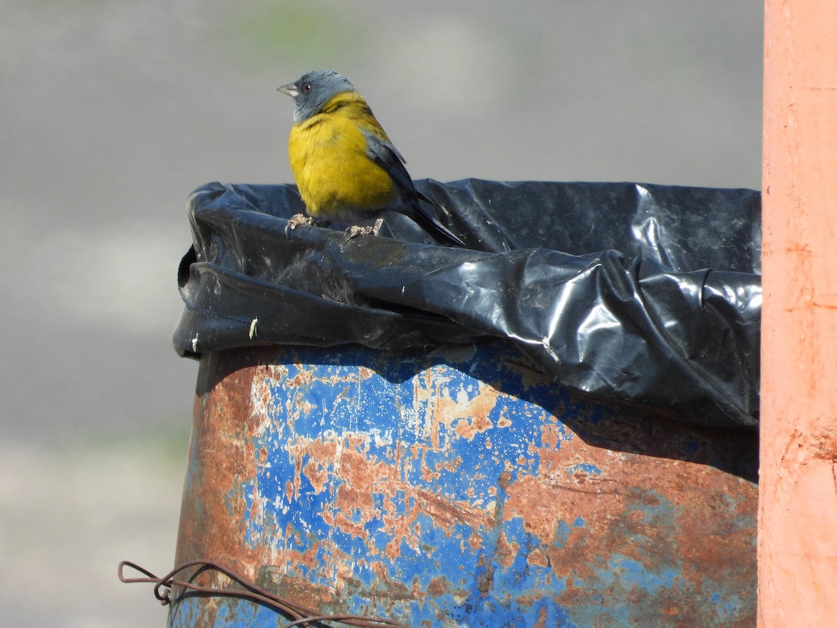 Gray-hooded Sierra Finch - ML647790621