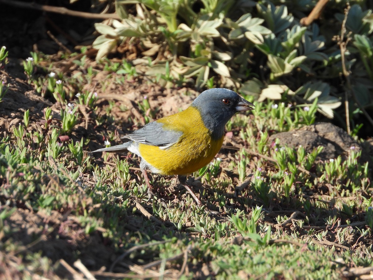 Gray-hooded Sierra Finch - ML647790623