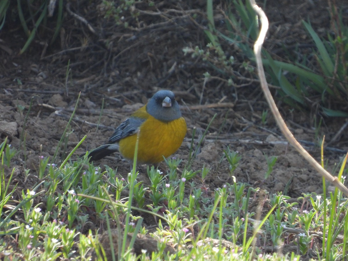 Gray-hooded Sierra Finch - ML647790624