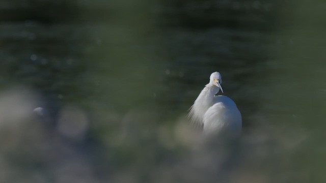 Snowy Egret - ML647790637