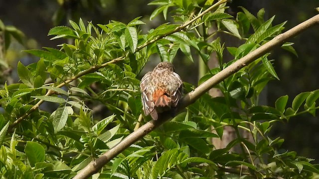 Sulphur-bellied Flycatcher - ML647790644