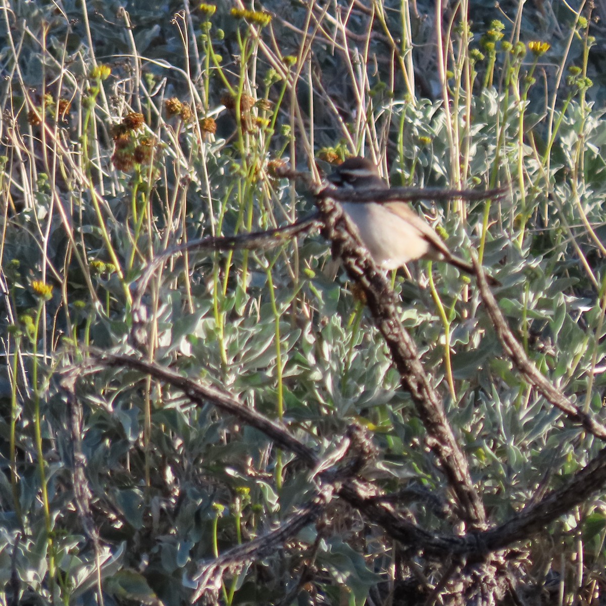 ノドグロヒメドリ - ML647790645