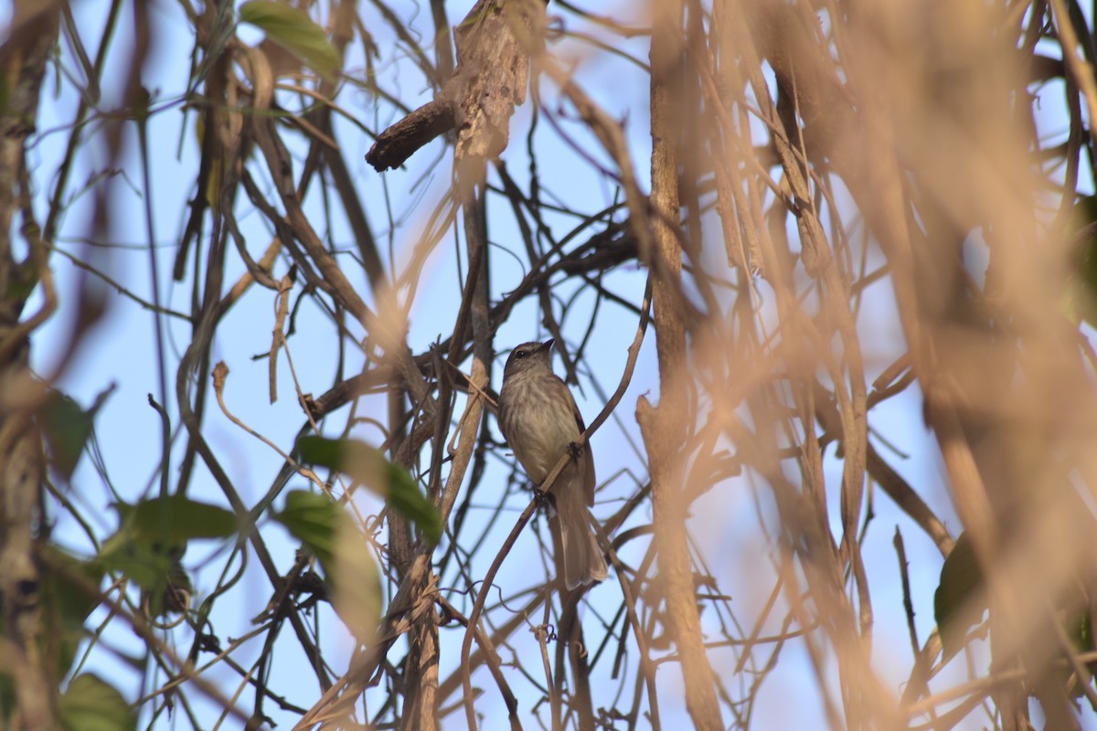 Курета смугаста - ML647790691