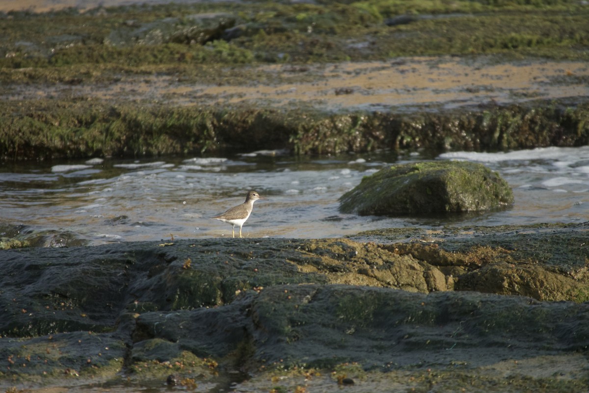 Набережник плямистий - ML647790741