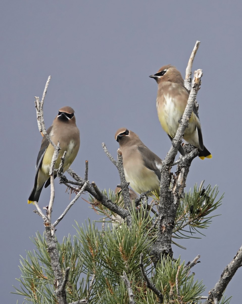 Омелюх американський - ML647790742