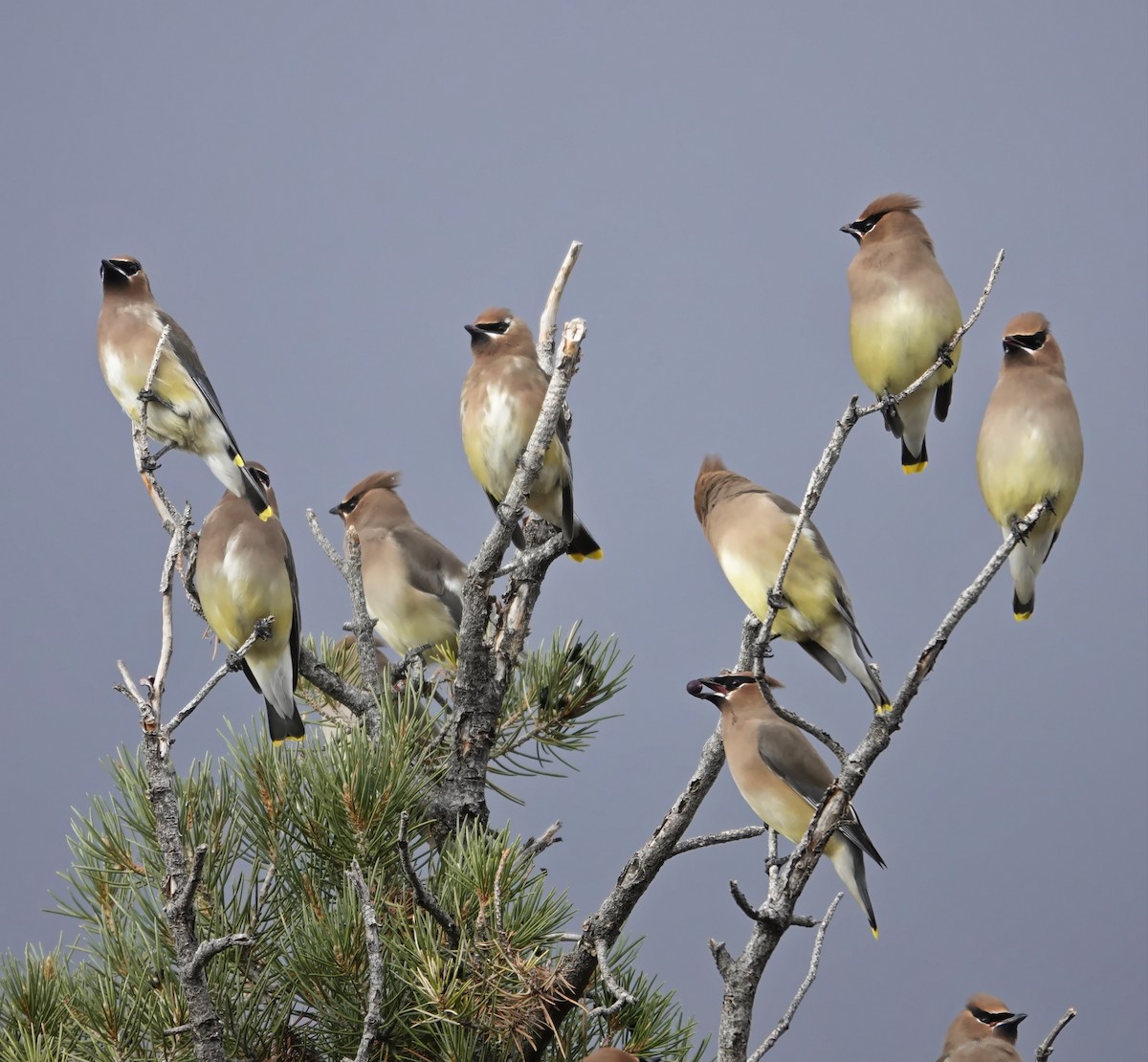 Омелюх американський - ML647790743