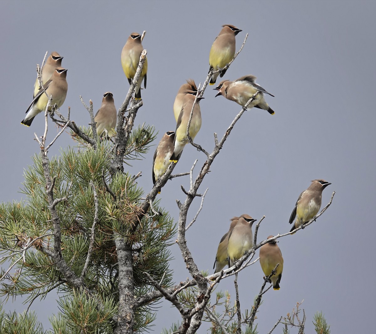 Омелюх американський - ML647790744