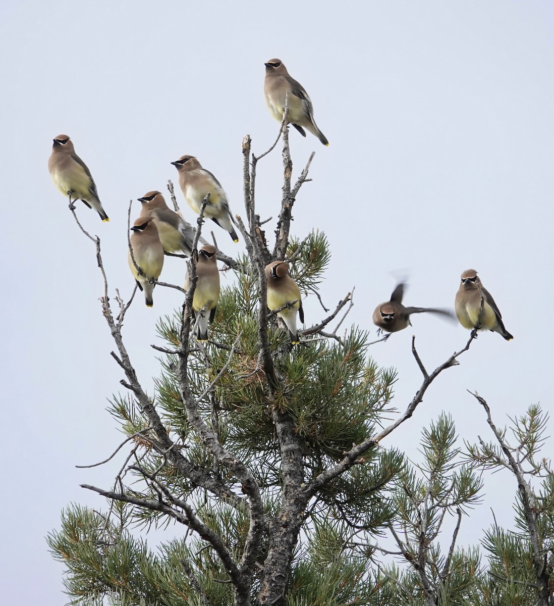 Омелюх американський - ML647790745