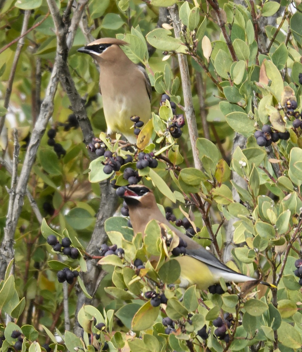 Омелюх американський - ML647790746