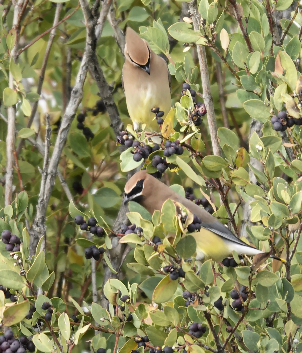 Омелюх американський - ML647790747